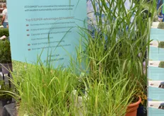 Een van de noviteiten van De Jong Plant is hun Eco2Grass, oftewel Elephant Grass. Dit speciale product heeft de 3e prijs gewonnen voor Best Market Release deze Plantarium. Opmerkelijk is dat dit grass per m2 6x zoveel co2 opneemt als een bos per m2 doet.
